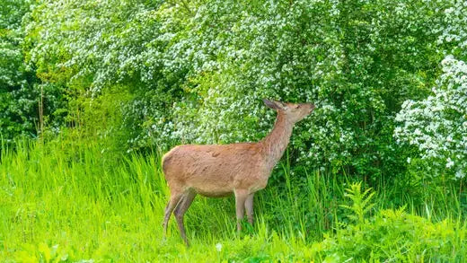 Wildlife Gardening | Information | TN Nursery - TN Nursery