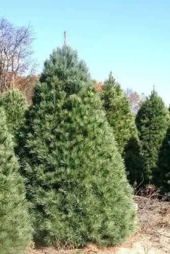 10 Best Privacy Plants for Your Yard - TN Nursery