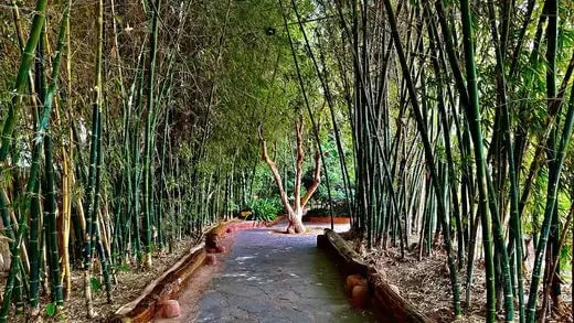 River Cane Plant: The Largest Bamboo - TN Nursery