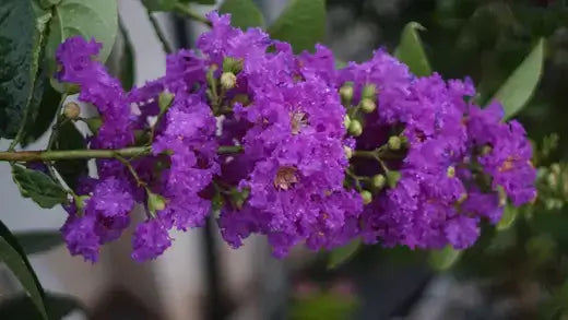 Vibrant purple crape myrtle flowers with fringed petals in Crepe Myrtle guide