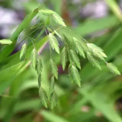 River Oats - TN Nursery - TN Nursery
