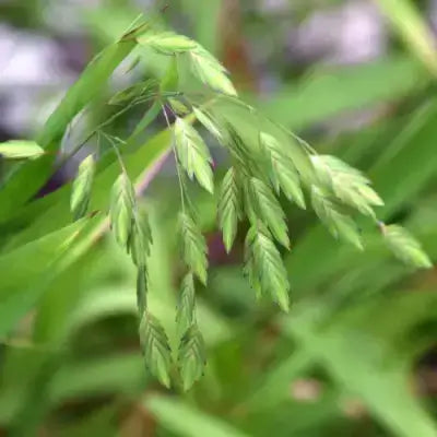 River oats seed heads on a green stem