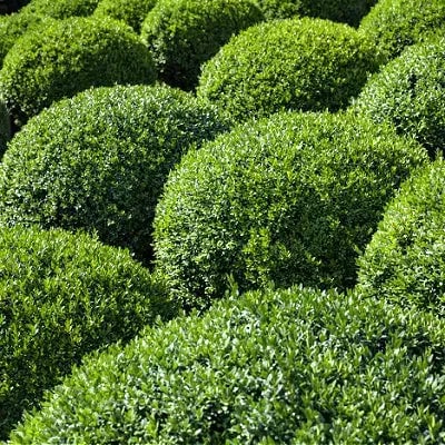 Evergreen Trees - TN Nursery