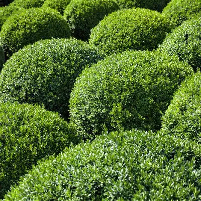 Evergreen Trees - TN Nursery