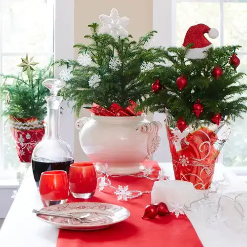 Decorating With Plants: Indoors and Outdoors - TN Nursery