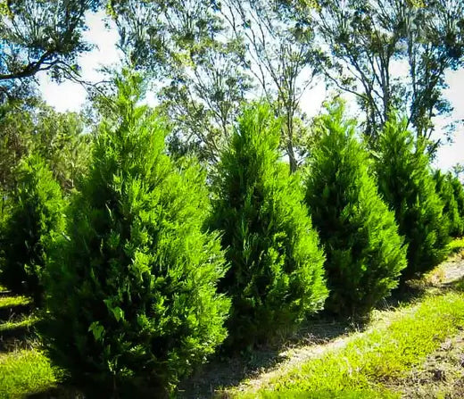 Bald Cypress can add shade to your property - TN Nursery