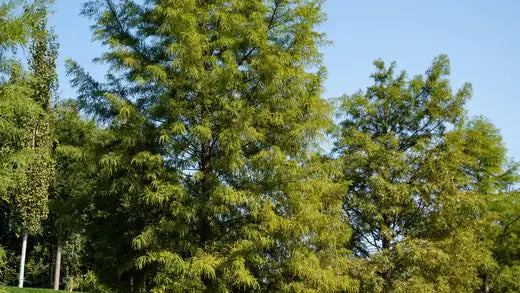 Bald Cypress Trees: The Classic Swamp Tree - TN Nursery