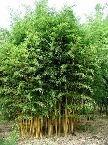 Bamboo Plants - TN Nursery