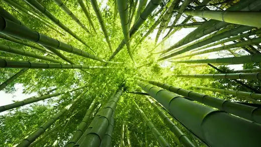 Bamboo: The Plant of 1000 Uses - TN Nursery