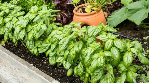 Basil: A Wonder Herb and its myriad of benefits - TN Nursery