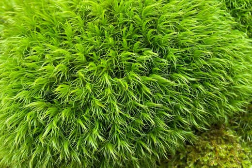 Broom Forkmoss