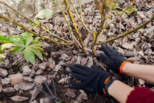 To do list for your Fall Gardening