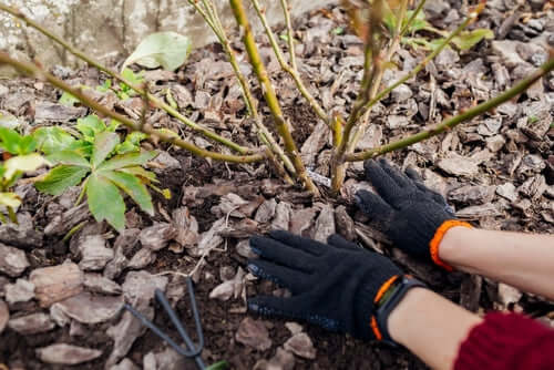 To do list for your Fall Gardening