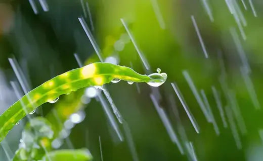 The Enchanting World of Rain Garden Trees - TN Nursery