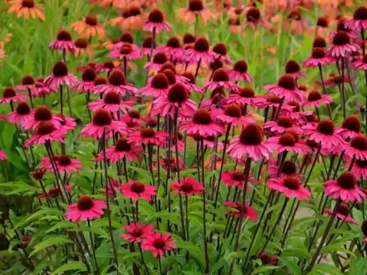 All About Perennial Plants | TN Nursery - TN Nursery