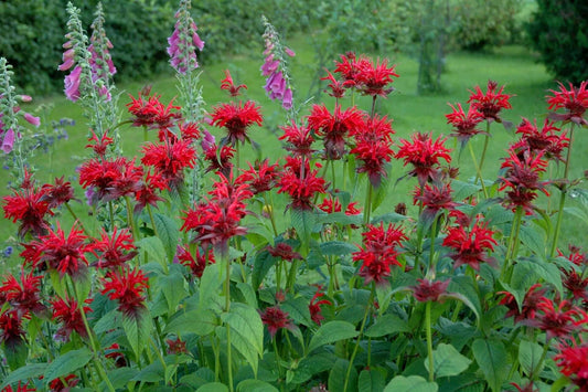 bee balm plant