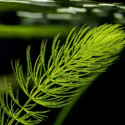Coontail Plant - TN Nursery - TN Nursery