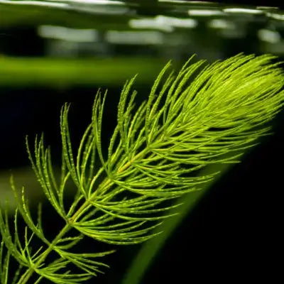 Coontail Plant - TN Nursery - TN Nursery