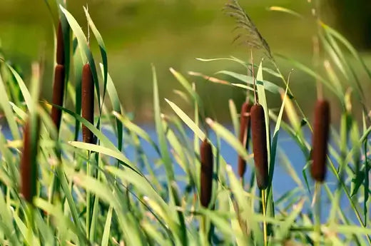 Native Plants - Value and Local Production - TN Nursery