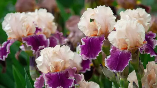Bearded Iris - TN Nursery