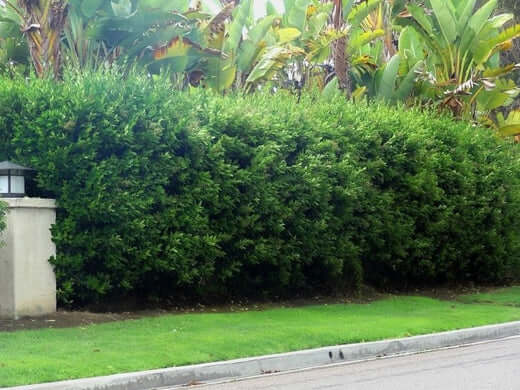Beautify Your Landscape with a Privacy Hedge - TN Nursery