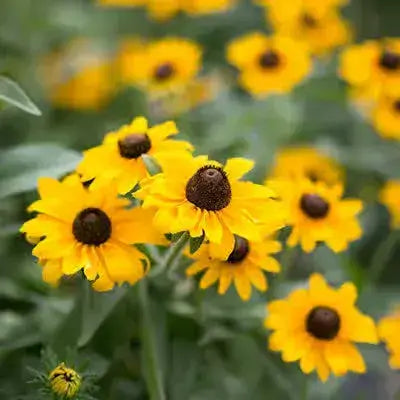 Beauty of Brown Eyed Susans: A Complete Guide - TN Nursery