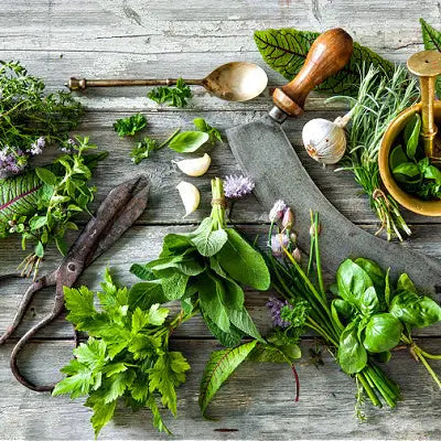 Benefits Fresh Herbs Have | Facts - TN Nursery