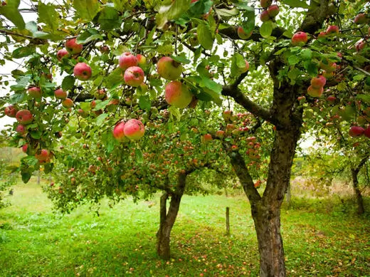 Benefits of Apple Trees | Facts and Information - TN Nursery