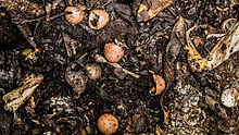 Benefits of Composting | Facts and Information - TN Nursery