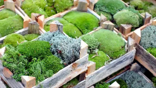 Benefits of Growing Moss in Your Garden - TN Nursery