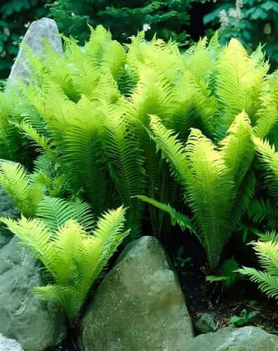 Best Ferns to Use in Shaded Areas Of Landscaping - TN Nursery