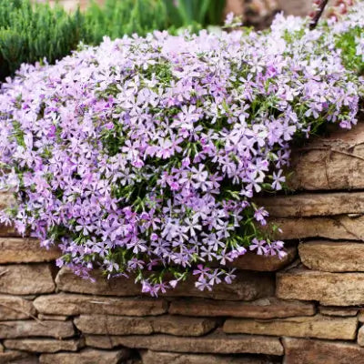 Best Groundcovers and flowers for your garden - TN Nursery