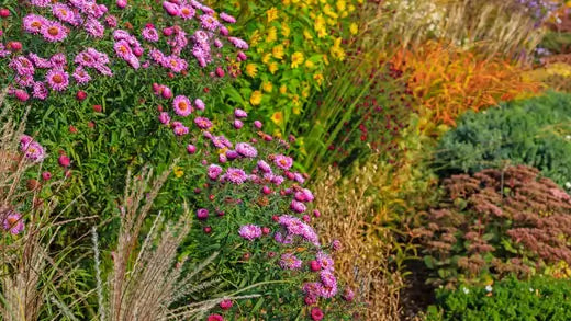 Best Perennial Seeds to Plant in Fall - TN Nursery