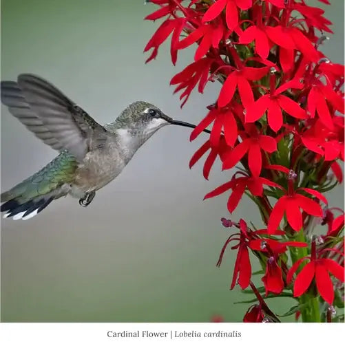 Best Pollinator Plants to Attract Hummingbirds and Monarchs - TN Nursery