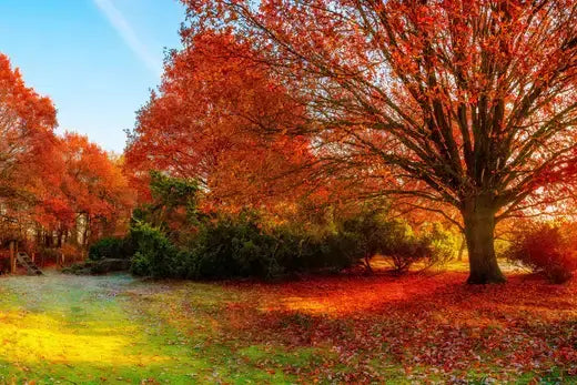Best Trees To Plant For Vibrant Fall Foliage - TN Nursery