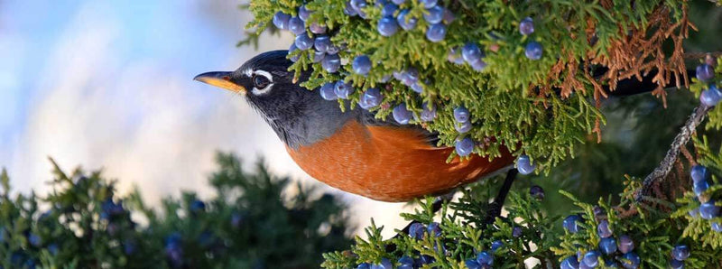 Bird-Friendly Winter Gardens: Shrub Types to Attract Birds - TN Nursery