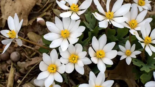 Blood Root- Precautions and side effects - TN Nursery