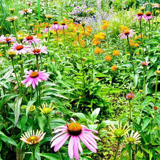 The best spring-blooming perennials for colorful gardens
