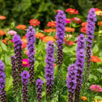 Blooming Times of Perennials and Shrubs - TN Nursery