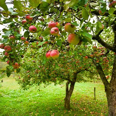 Blossom to Bite: Growing and Harvesting Fruiting Apple Trees - TN Nursery