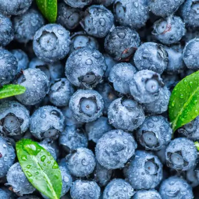 Blueberries Plant Benefits - TN Nursery