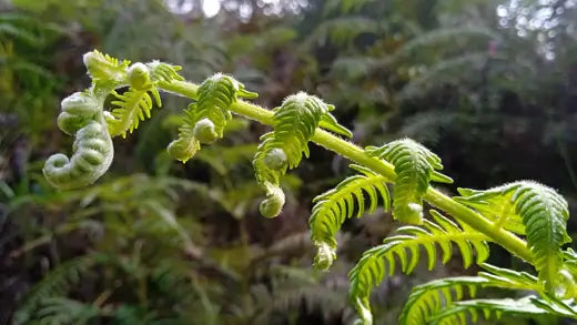 Brake Ferns - Guide how to grow and care - TN Nursery