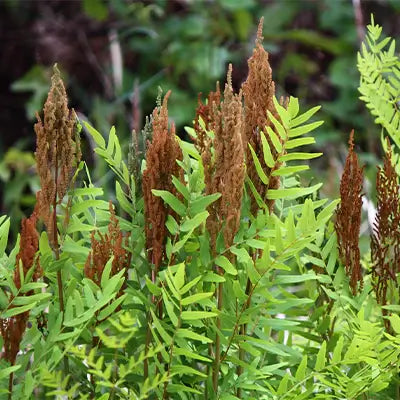 Bring a Touch of Warmth to Your Landscape with Cinnamon Ferns - TN Nursery