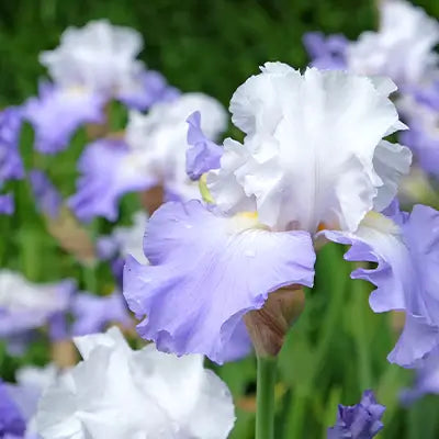 Bring Radiant Beauty to Your Landscape with Bearded Iris - TN Nursery