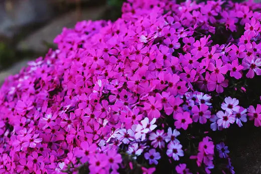 Bring Vibrancy to Your Landscape with Annual Phlox - TN Nursery