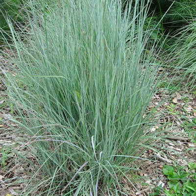 Bushy Bluestem Grass is an ornamental grass - TN Nursery
