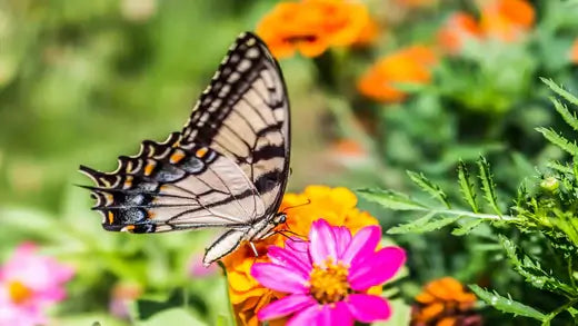 Butterfly gardens - Importance and Attributes - TN Nursery