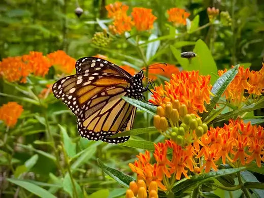 Butterfly Weed Care and Info - TN Nursery