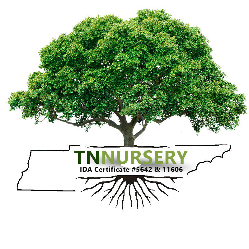 Buy1 Get 1 Free - TN Nursery a DTC Sustainable Company - TN Nursery