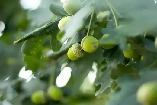 The Majectic White Oak Tree Characertistics - TN Nursery